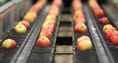 Apples on a conveyor belt.